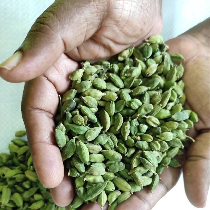 Premium Green Cardamom – High Quality Elaichi for Export & Wholesale from Tanzania